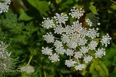 Selinum wallichianum